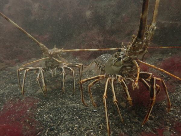 July Newsletter – Beautiful diving at Porthkerris, Cornwall