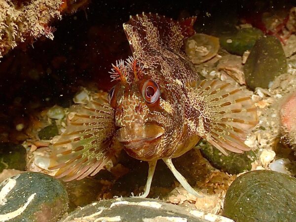 The Wonders of Pembrokeshire. Sun, Sealife and Puffins! June 2025