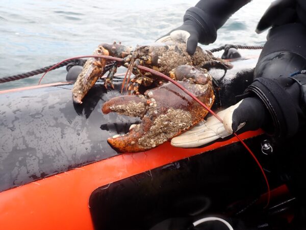 North Norfolk diving